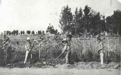 mikveh israel 1906