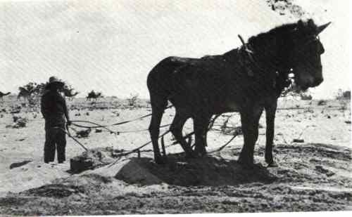 1909 Le terrassement des dunes de sable à l'emplacement de la future ville de TEL AVIV